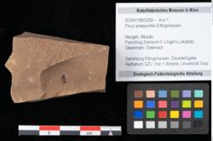 Foto (Objekt + Etikett) von Pinus praepumilio Ettingshausen (NHMW-GEO-2024-0188-0258)